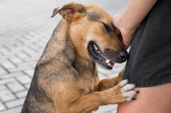 “Perro caramelo” gana reconocimiento como símbolo de adopción en la región